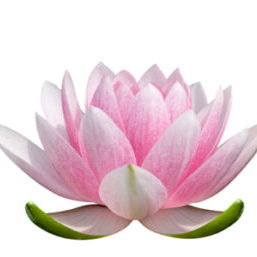 Lotus-Flower-logo-1